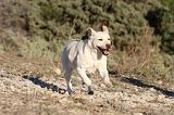 LABRADOR 663